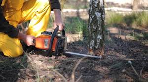 Best Mulching Services  in Kenbridge, VA