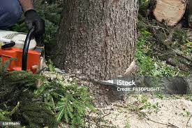 Professional Tree Services in Kenbridge, VA