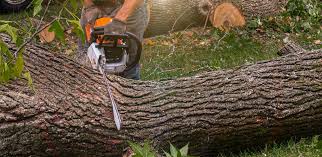 Best Organic Lawn Care Solutions  in Kenbridge, VA