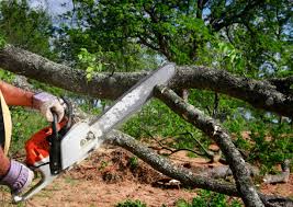 How Our Tree Care Process Works  in  Kenbridge, VA