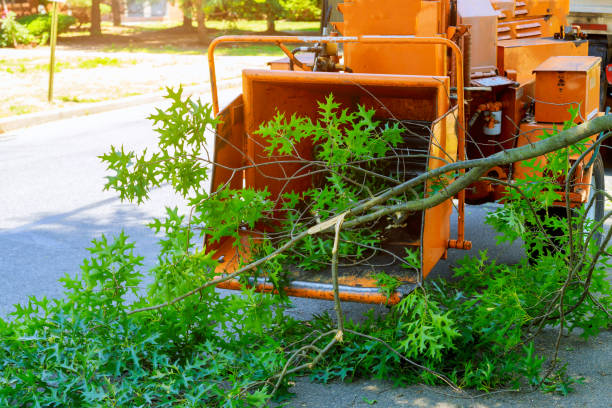 Best Artificial Turf Installation  in Kenbridge, VA