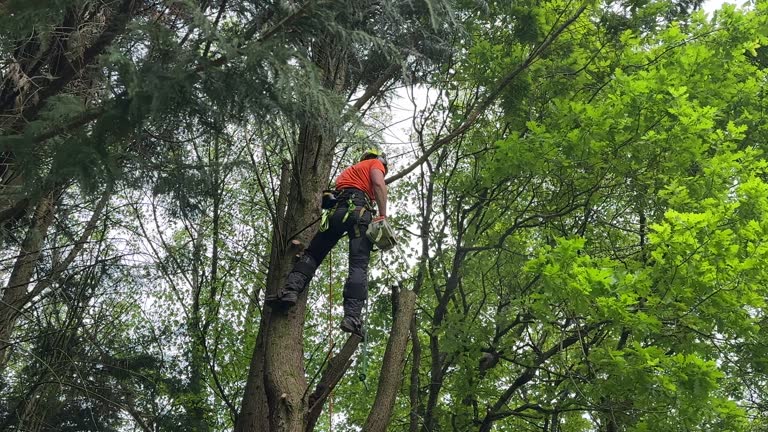 Best Tree Trimming and Pruning  in Kenbridge, VA