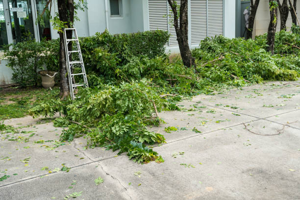Best Utility Line Clearance  in Kenbridge, VA