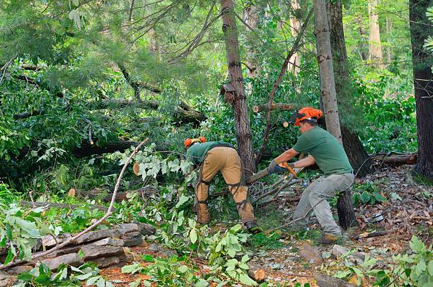 Best Hazardous Tree Removal  in Kenbridge, VA