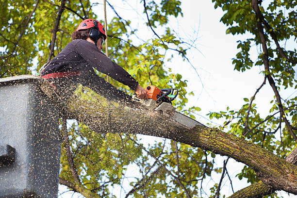 Tree and Shrub Care in Kenbridge, VA