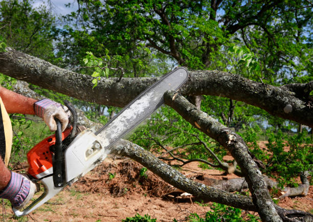 Best Emergency Tree Removal  in Kenbridge, VA